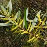 Fotografia 7 da espécie Acacia longifolia do Jardim Botânico UTAD