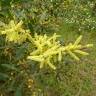 Fotografia 8 da espécie Acacia longifolia do Jardim Botânico UTAD