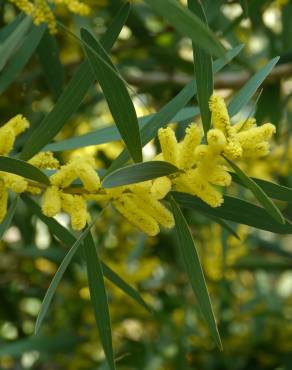 Fotografia 10 da espécie Acacia longifolia no Jardim Botânico UTAD