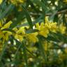Fotografia 10 da espécie Acacia longifolia do Jardim Botânico UTAD