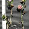 Fotografia 11 da espécie Trifolium resupinatum do Jardim Botânico UTAD