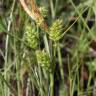 Fotografia 6 da espécie Carex extensa do Jardim Botânico UTAD