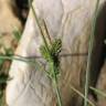 Fotografia 12 da espécie Carex extensa do Jardim Botânico UTAD