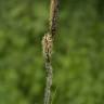 Fotografia 8 da espécie Carex riparia do Jardim Botânico UTAD