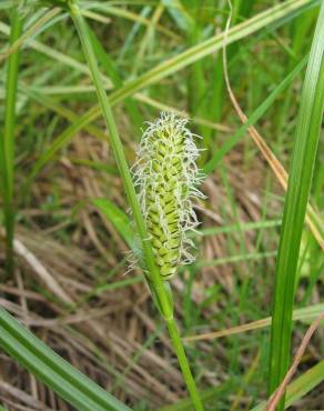 Fotografia 5 da espécie Carex vesicaria no Jardim Botânico UTAD