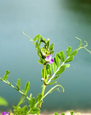 Fotografia 8 da espécie Vicia sativa subesp. nigra no Jardim Botânico UTAD