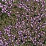 Fotografia 11 da espécie Thymus camphoratus do Jardim Botânico UTAD