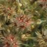 Fotografia 9 da espécie Trifolium stellatum do Jardim Botânico UTAD