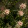 Fotografia 10 da espécie Trifolium stellatum do Jardim Botânico UTAD