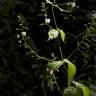 Fotografia 7 da espécie Veronica urticifolia do Jardim Botânico UTAD