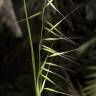 Fotografia 8 da espécie Vulpia myuros do Jardim Botânico UTAD