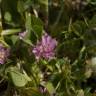 Fotografia 16 da espécie Trifolium resupinatum do Jardim Botânico UTAD