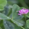 Fotografia 17 da espécie Trifolium resupinatum do Jardim Botânico UTAD