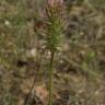 Fotografia 15 da espécie Trifolium angustifolium do Jardim Botânico UTAD