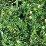 Fotografia 5 da espécie Astragalus boeticus do Jardim Botânico UTAD