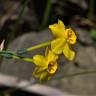Fotografia 5 da espécie Narcissus jonquilla do Jardim Botânico UTAD