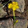 Fotografia 6 da espécie Narcissus jonquilla do Jardim Botânico UTAD