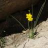 Fotografia 9 da espécie Narcissus jonquilla do Jardim Botânico UTAD