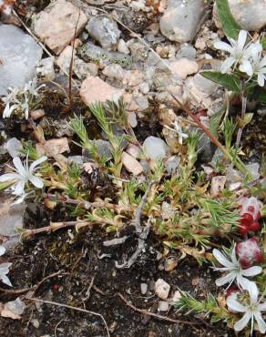 Fotografia 6 da espécie Arenaria querioides subesp. querioides no Jardim Botânico UTAD