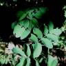 Fotografia 4 da espécie Lathyrus niger do Jardim Botânico UTAD