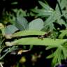 Fotografia 6 da espécie Lathyrus niger do Jardim Botânico UTAD