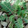 Fotografia 9 da espécie Astragalus sesameus do Jardim Botânico UTAD