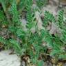 Fotografia 10 da espécie Astragalus sesameus do Jardim Botânico UTAD