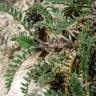 Fotografia 11 da espécie Astragalus sesameus do Jardim Botânico UTAD
