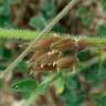 Fotografia 13 da espécie Astragalus sesameus do Jardim Botânico UTAD