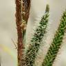 Fotografia 5 da espécie Carex acuta do Jardim Botânico UTAD