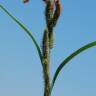 Fotografia 7 da espécie Carex acuta do Jardim Botânico UTAD