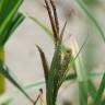 Fotografia 8 da espécie Carex acuta do Jardim Botânico UTAD