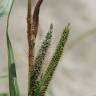 Fotografia 10 da espécie Carex acuta do Jardim Botânico UTAD
