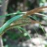 Fotografia 14 da espécie Carex acuta do Jardim Botânico UTAD