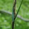 Fotografia 16 da espécie Carex acuta do Jardim Botânico UTAD