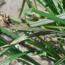 Fotografia 18 da espécie Carex acuta do Jardim Botânico UTAD