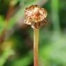 Fotografia 8 da espécie Chamaemelum fuscatum do Jardim Botânico UTAD