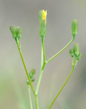 Fotografia 4 da espécie Crepis pulchra no Jardim Botânico UTAD