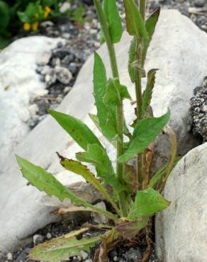 Fotografia 14 da espécie Crepis pulchra no Jardim Botânico UTAD