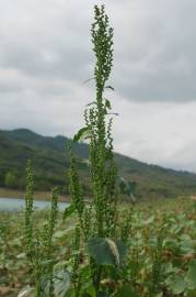 Fotografia da espécie Chenopodium urbicum
