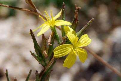 Fotografia da espécie Lactuca viminea subesp. viminea