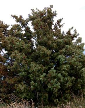 Fotografia 11 da espécie Juniperus oxycedrus subesp. oxycedrus no Jardim Botânico UTAD