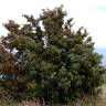 Fotografia 11 da espécie Juniperus oxycedrus subesp. oxycedrus do Jardim Botânico UTAD