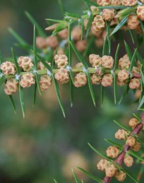 Fotografia 12 da espécie Juniperus oxycedrus subesp. oxycedrus no Jardim Botânico UTAD