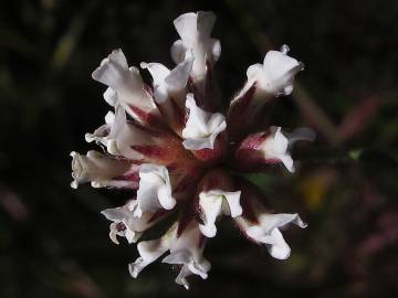 Fotografia da espécie Dorycnium pentaphyllum