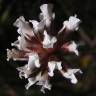 Fotografia 5 da espécie Dorycnium pentaphyllum do Jardim Botânico UTAD