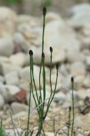 Fotografia da espécie Equisetum ramosissimum