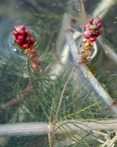 Fotografia de capa Myriophyllum spicatum - do Jardim Botânico