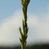 Fotografia 5 da espécie Festuca arundinacea subesp. arundinacea do Jardim Botânico UTAD