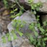 Fotografia 3 da espécie Vicia sativa subesp. cordata do Jardim Botânico UTAD